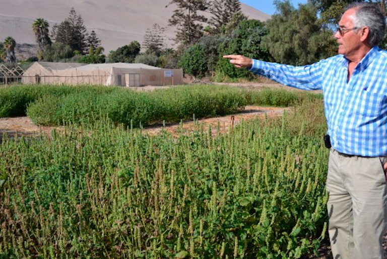 El esperado documental sobre los guardianes del Valle de Azapa