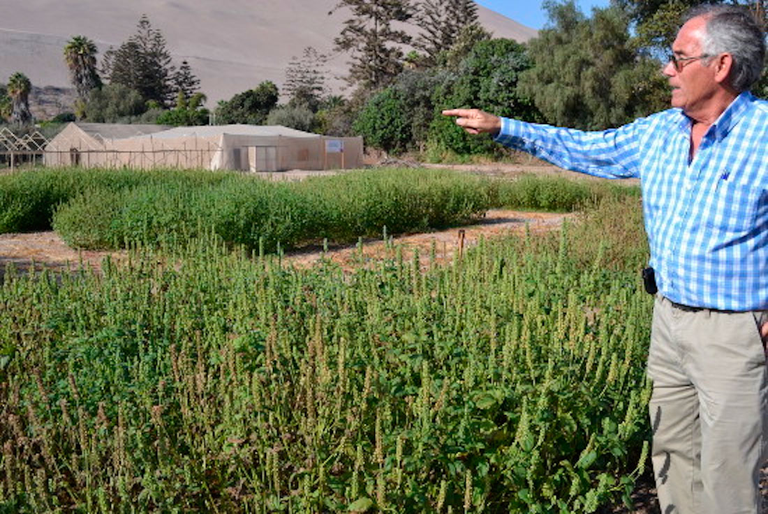 El esperado documental sobre los guardianes del Valle de Azapa