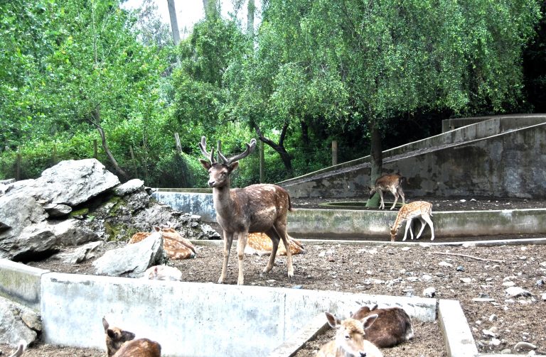 Comentario científico: Buscando un salvavidas para la biodiversidad