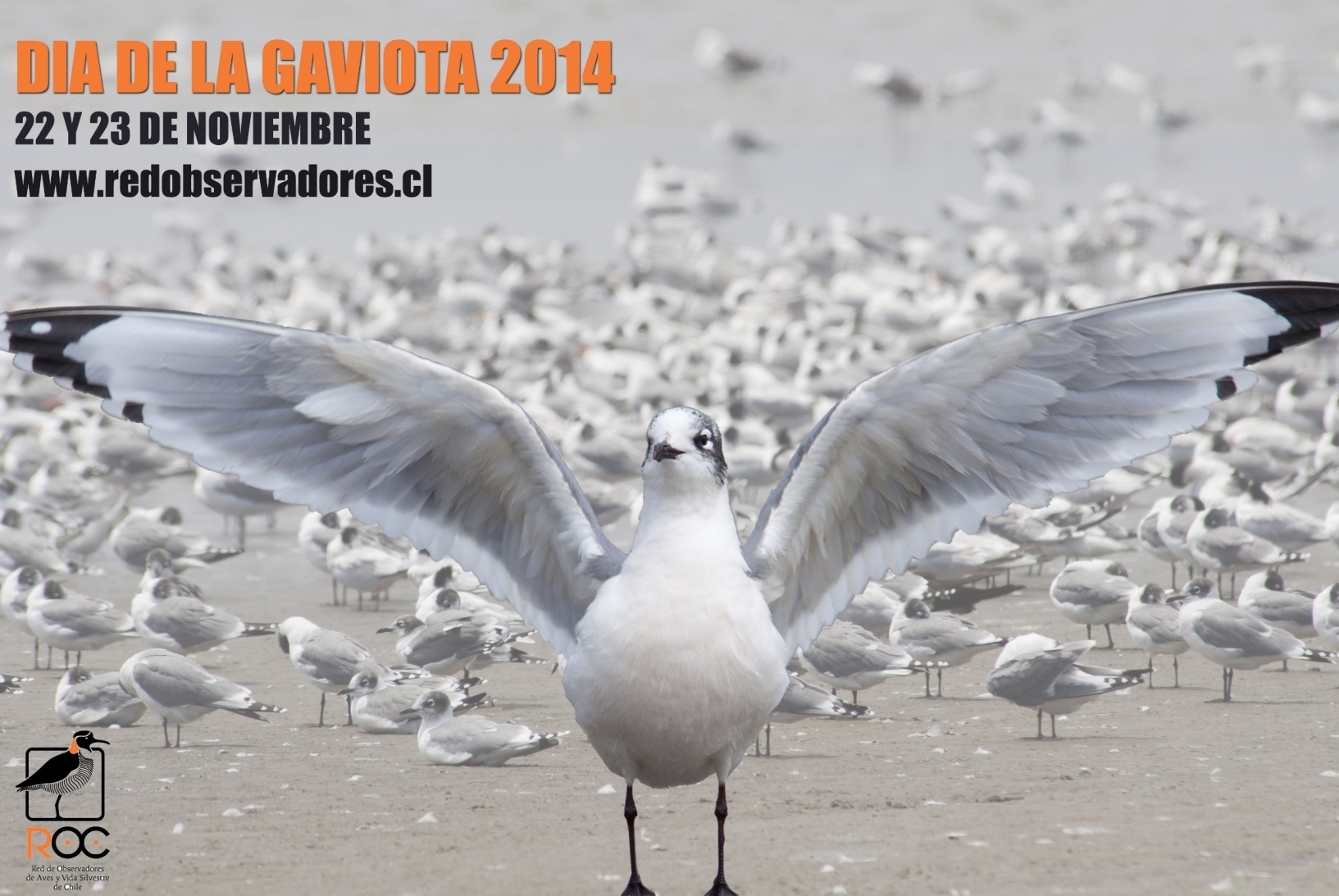 Invitan a escolares y universitarios a sumarse a la celebración del Día de la Gaviota en noviembre