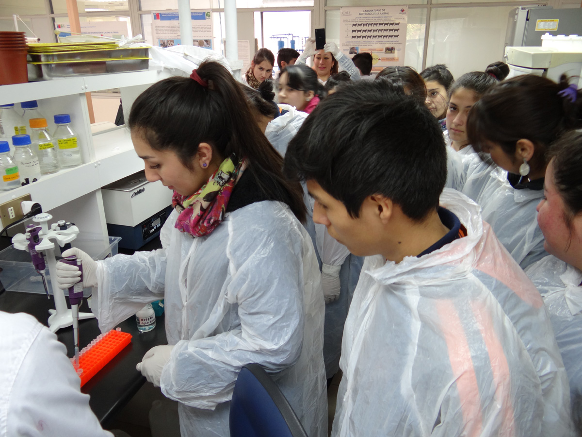 Estudiantes de Trovolhue extraen ADN en taller sobre Genética Animal en INIA Carillanca.