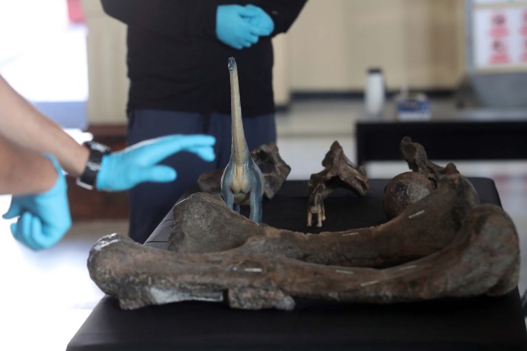 ¿Qué podemos aprender de “Arackar licanantay”?, el dinosaurio descubierto en Atacama