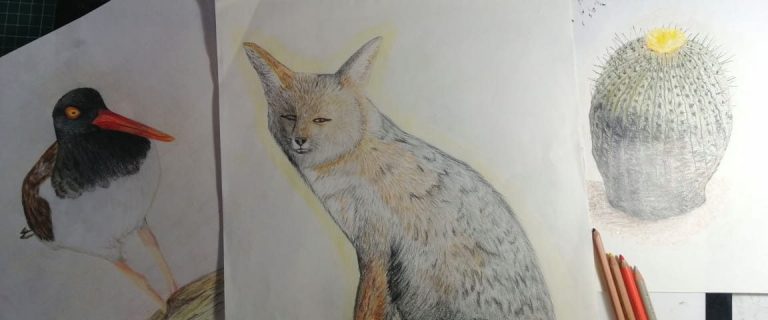 Proyecto “Vuélvete Desierto” regresa en su segunda versión con flora y fauna altoandina