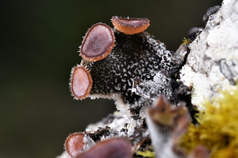 Bosques en miniatura para salvar la vida del planeta