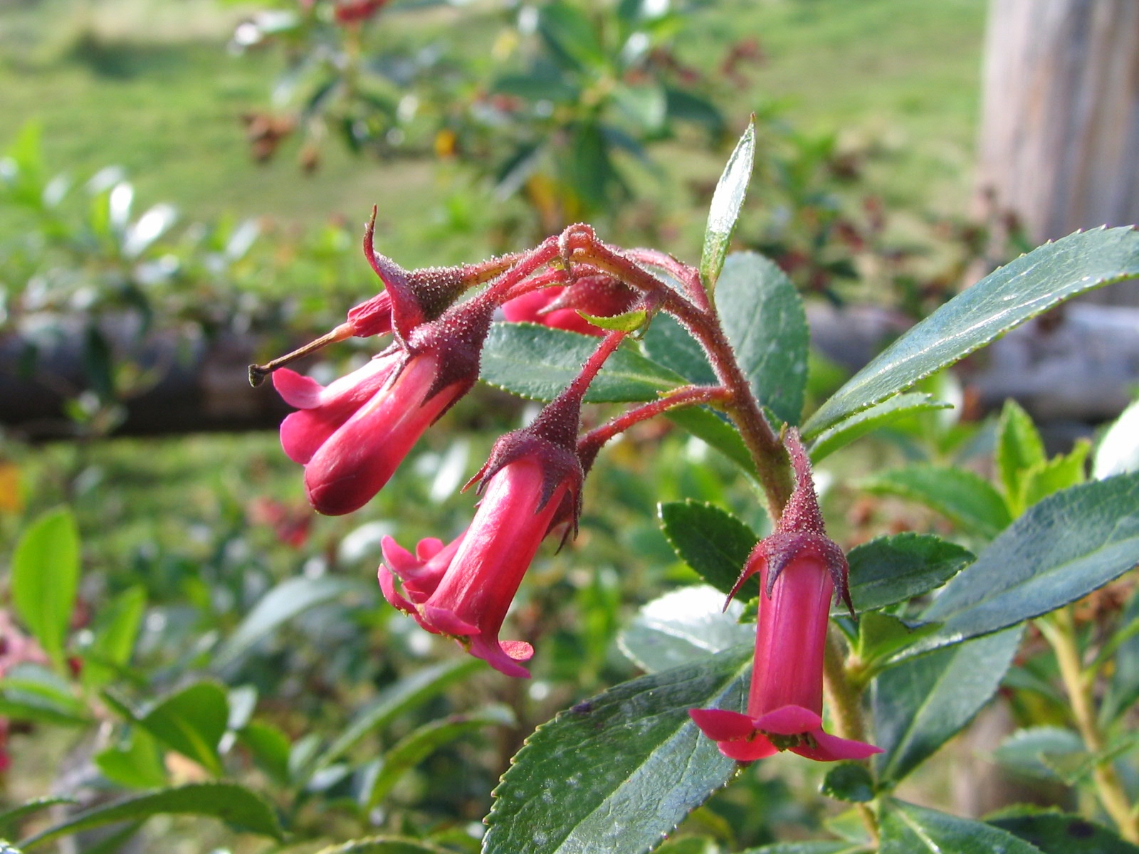 Ciencias Forestales UdeC realizará Congreso Flora Nativa