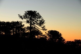 Columna de Opinión: Día Internacional de los Bosques y los Incendios Forestales en Chile