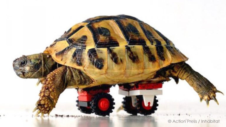 Una tortuga que volvió a caminar gracias a un carrito de LEGO