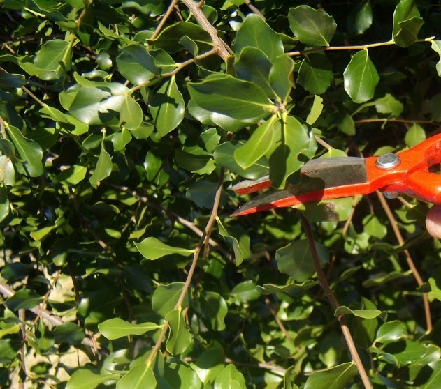 Doctora en Ciencias Forestales se adjudica Proyecto VIU de FONDEF que valoriza su investigación en producción de saponinas de Quillay para uso terapéutico.