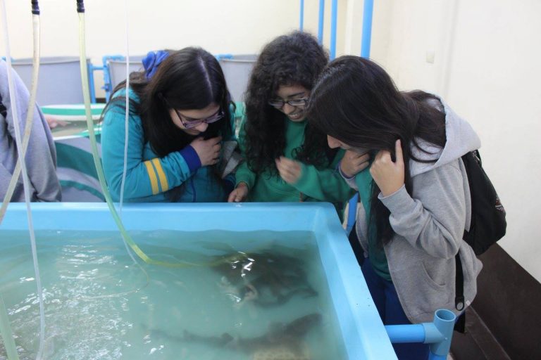 "Mi Sala de Clases el Mar" se desarrolló en la Estación de Biología Marina Udec