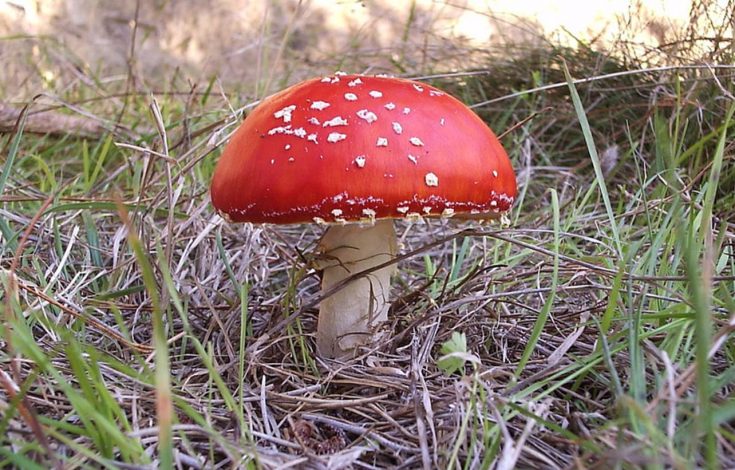 amanita-J.P.-Elissetche