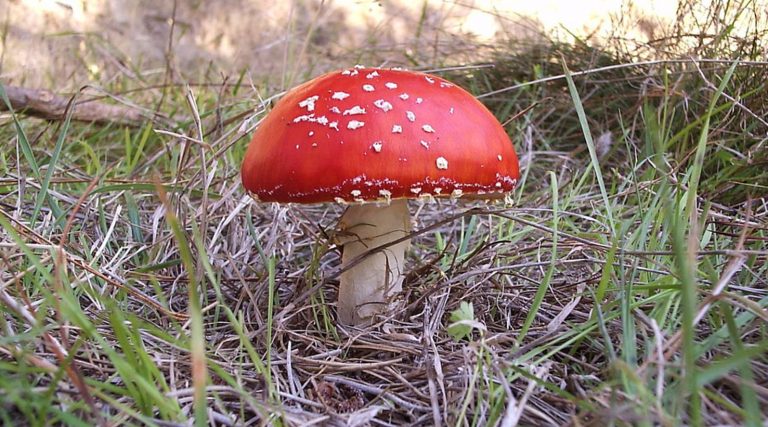 Con el valor del hongo parte ciclo de Cafés Científicos 2017