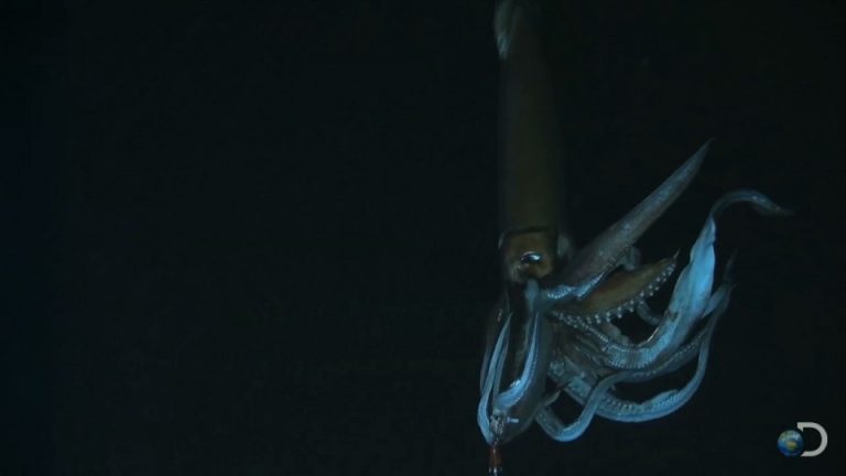 Cómo los calamares pueden mejorar la impresión en 3D