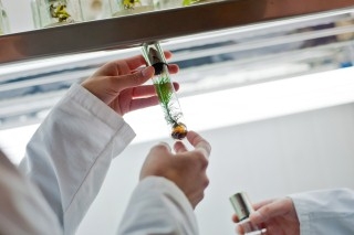 Invitación a 1era Jornada de Biotecnología Vegetal