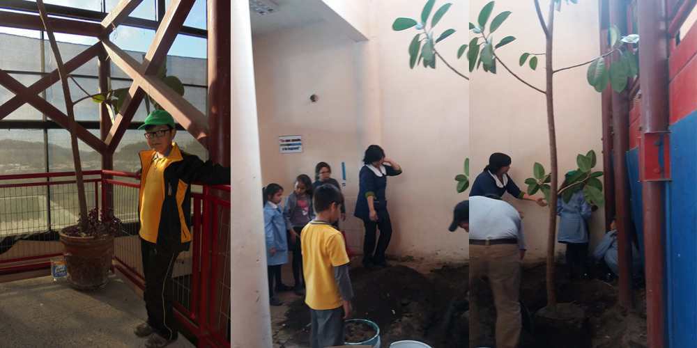 Estudiantes ecobrigadistas de Nacimiento salvan un joven gomero