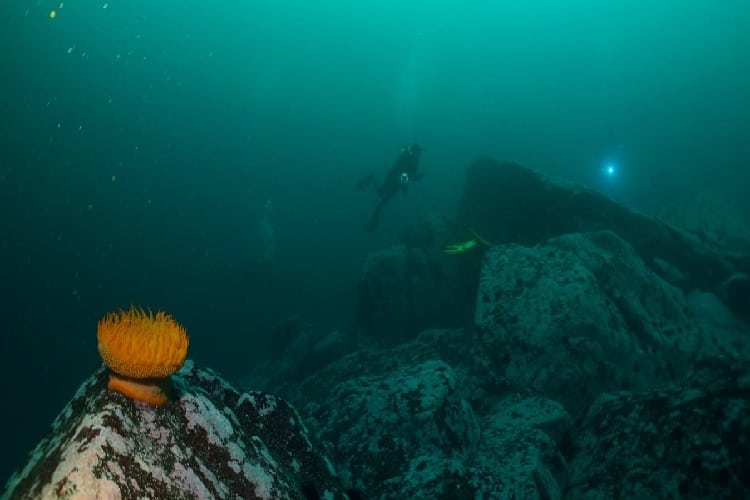 Conoce el proyecto “Ocean Eyes: Los buzos son los ojos del mar de Chile”
