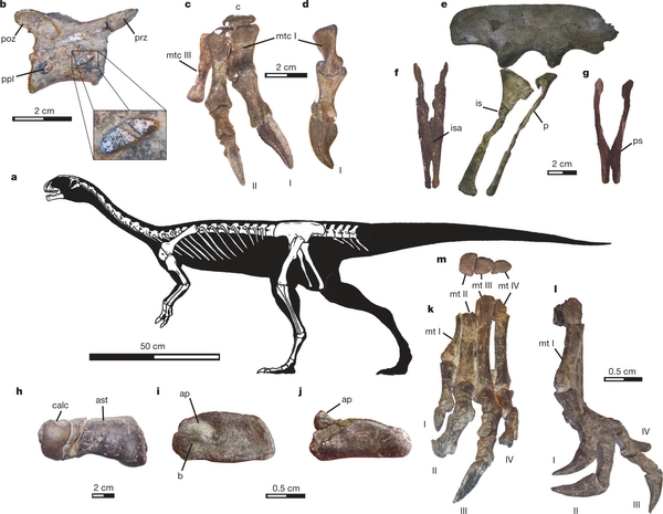 El “Chilesaurus”: ¿Qué significa este descubrimiento en el mundo científico?