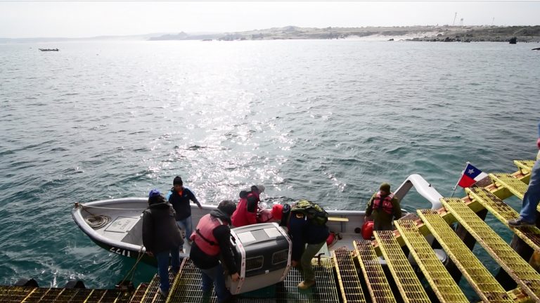 Reportaje: “Conservación Humboldt”: La historia de la ONG que rescata a los animales marinos de Coquimbo