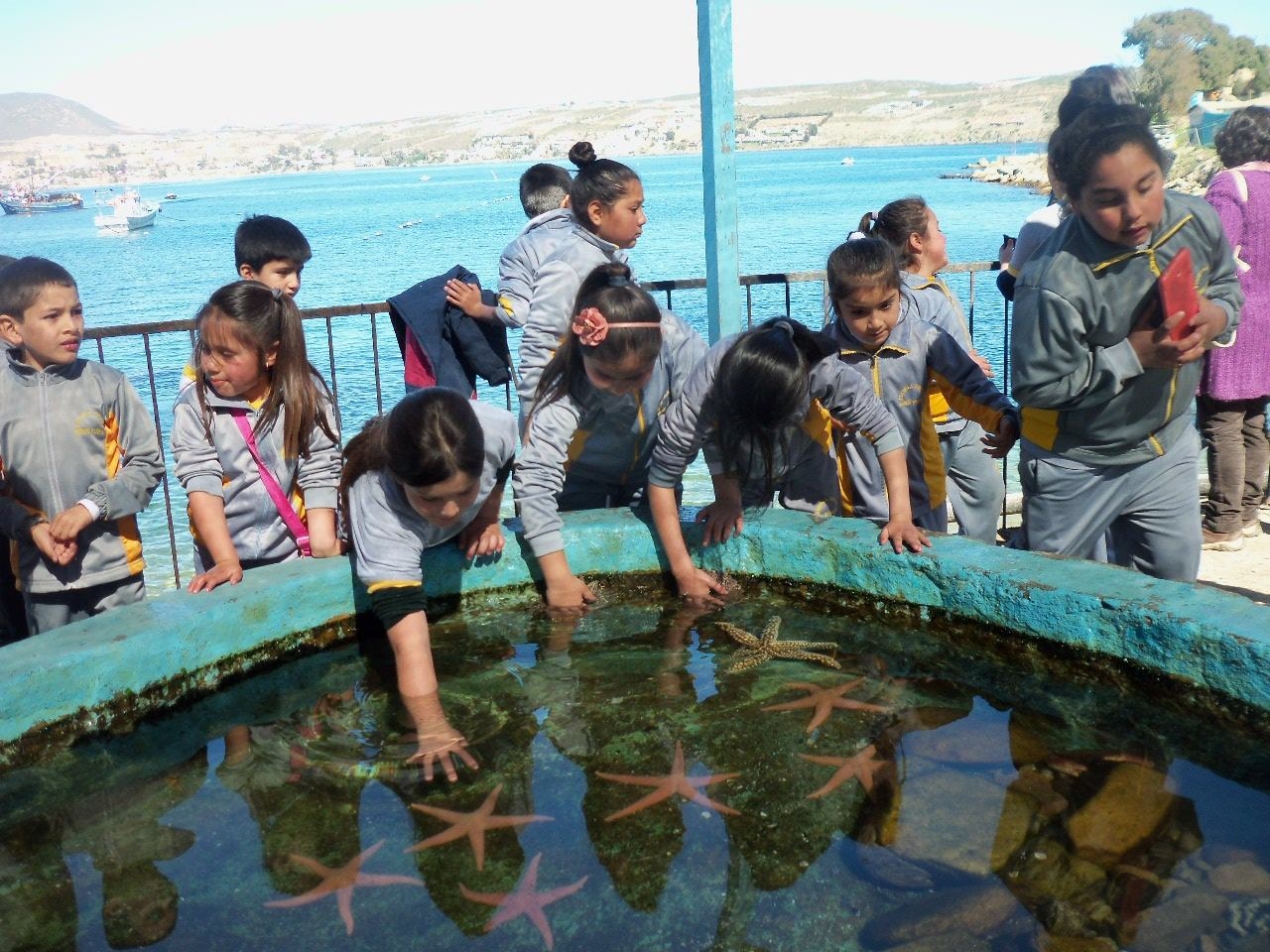 Un excelente panorama: Acuarios de la UCN recibirán visitantes durante Fiestas Patrias