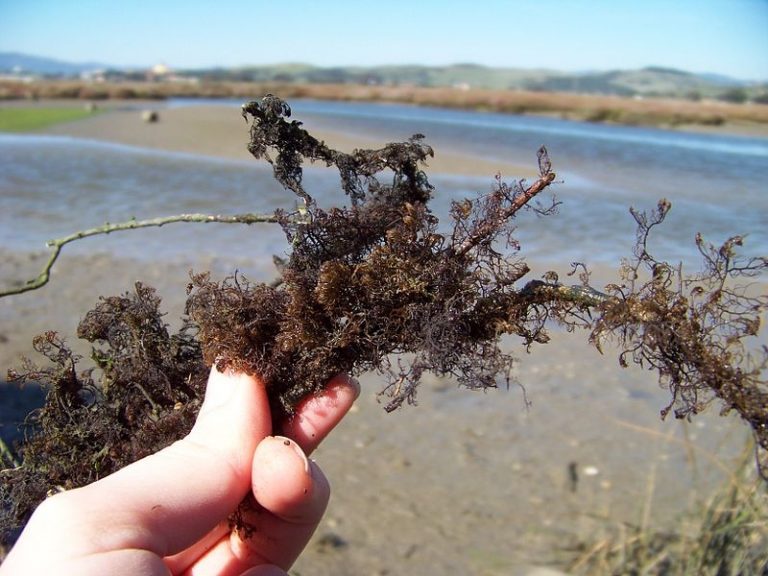 Ciclo de Actividades de Aprendizaje Marino: Macroalgas marinas, estructuradores de comunidades.