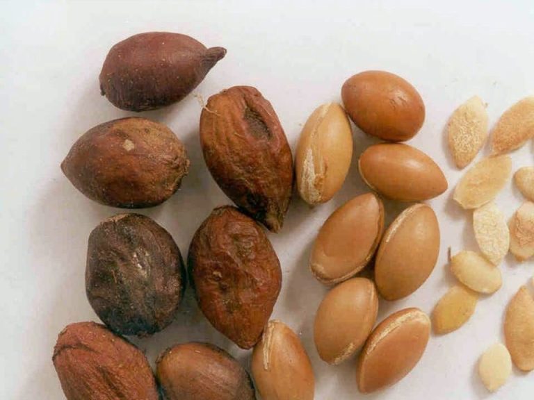 INIA prospecta el potencial de adaptación en Chile de especie africana