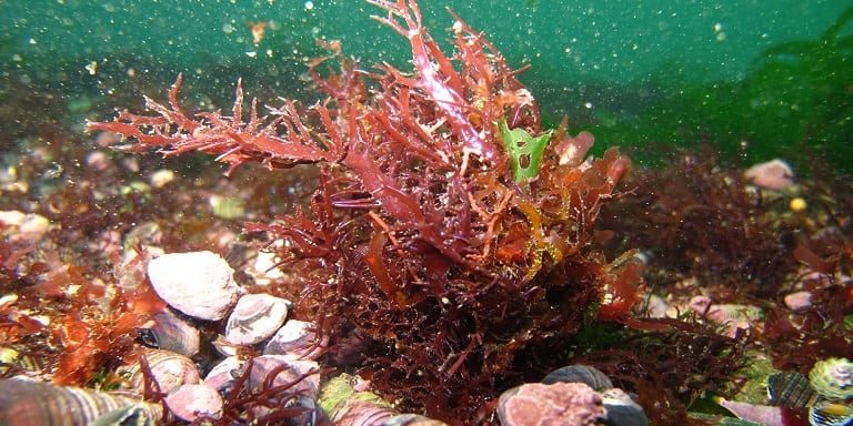 Coquimbo será sede del X Congreso Chileno de Micro y MacroAlgas que reunirá a destacados científicos nacionales e internacionales