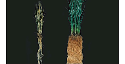 ¿Sabías qué…? Los ecosistemas naturales ayudan para los cultivos