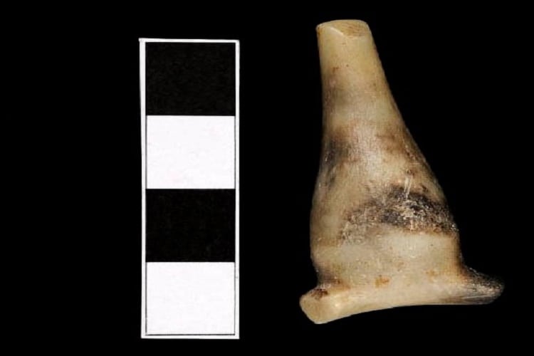 Conoce la pieza destacada del mes del Museo del Limarí: Tembetá