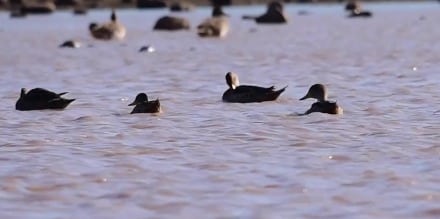La opinión de la Ciencia: Aves y Humanos, ¿quién invade a quién en la ciudad y en las zonas costeras?