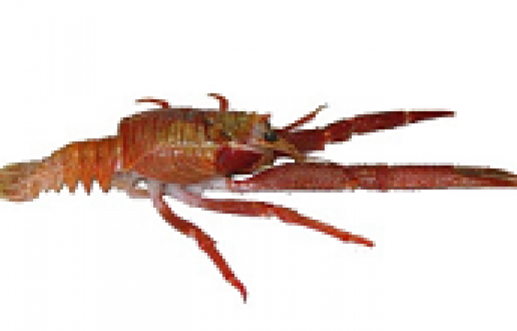 Langostino