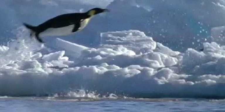 ¿Sabías qué? Los pingüinos también pueden "llegar a volar".