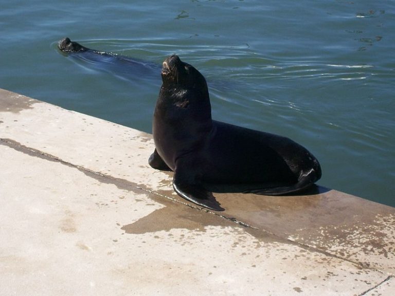 Ciclo de Actividades de Aprendizaje Marino: Impacto de actividades humanas en especies marinas