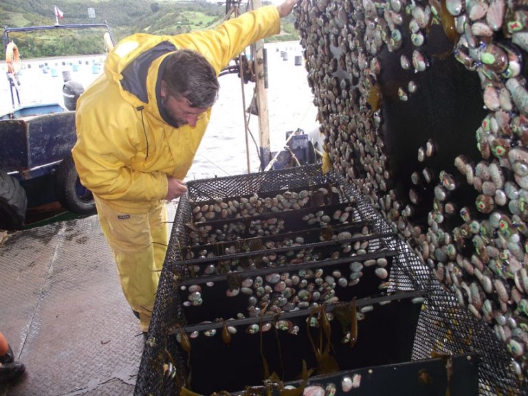 Proyecto UCN Coquimbo concluye que es posible y rentable hacer mejoramiento genético en abalones