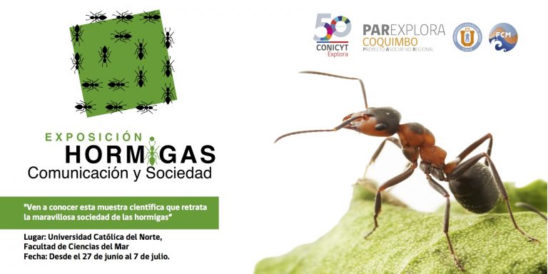 Invitan a los habitantes de La Serena y Coquimbo a conocer el fantástico mundo de las Hormigas