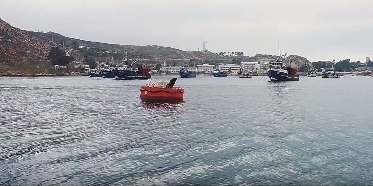 Hoy se celebra el Día Mundial de los Océanos y aún debemos trabajar por su protección