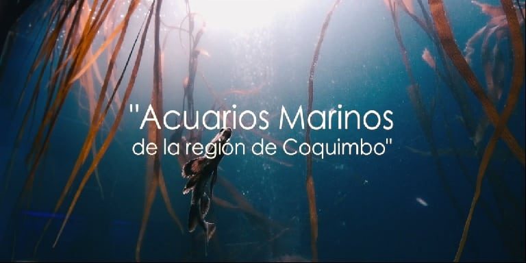 Documental “acuarios marinos de la región de Coquimbo”: Una mirada al trabajo de estas instituciones