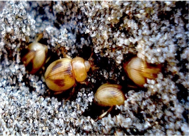 Un mar de conocimientos, artículos de ciencias del mar: Divulgación Phaleria