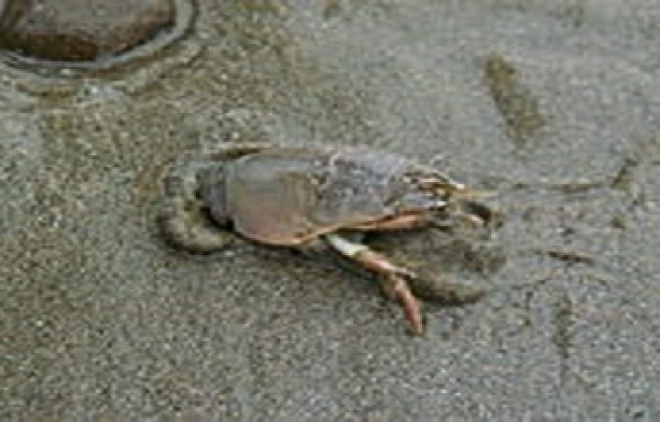 Foto Wikipedia
