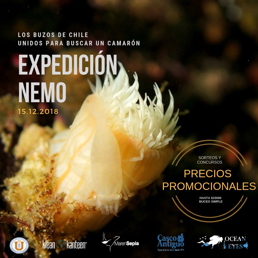 Buzos y científicos de la Región se unen en la búsqueda del "Nemo chileno"