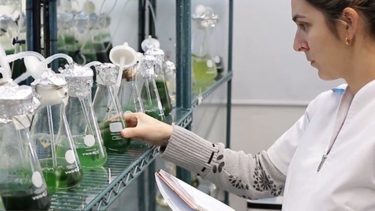 Novedosas propiedades de las algas contribuyen al desarrollo de la biomedicina