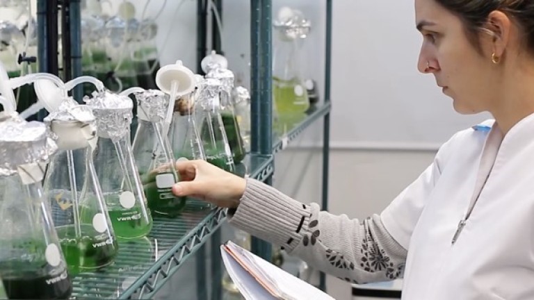 Novedosas propiedades de las algas contribuyen al desarrollo de la biomedicina