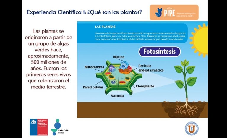 PIPE 2020: Conociendo las plantas desde temprana edad