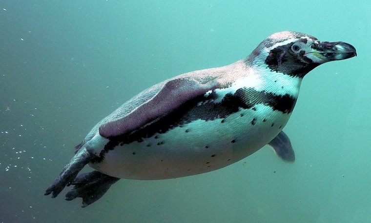 Menos Pingüinos y más medusas: la disminución y abundancia de especies que traerá el cambio climático a la región