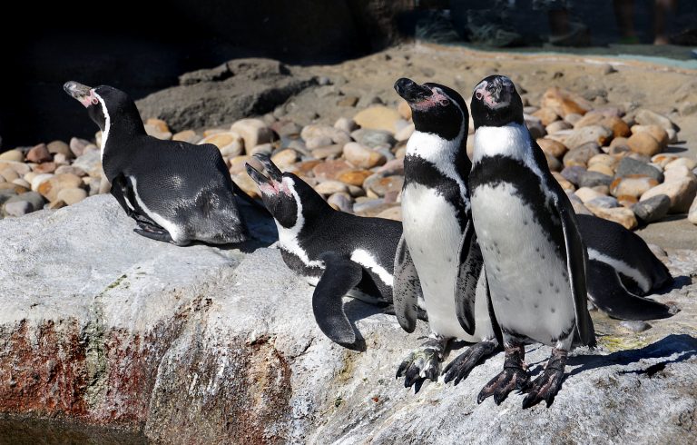 Columna de opinión: Ecoturismo: Un arma de doble filo para la Región de Coquimbo