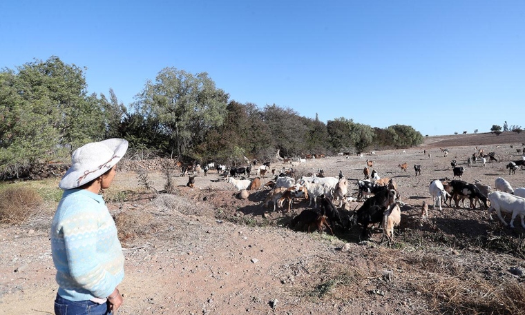 Columna de opinión: Comité Técnico Científico del Agua, Región de Coquimbo