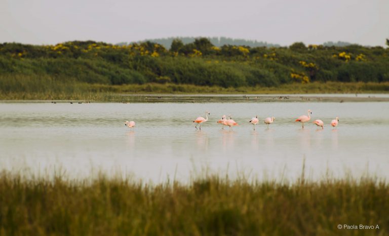 Estudian estrategias para conservar riqueza biológica de ecosistemas acuáticos continentales