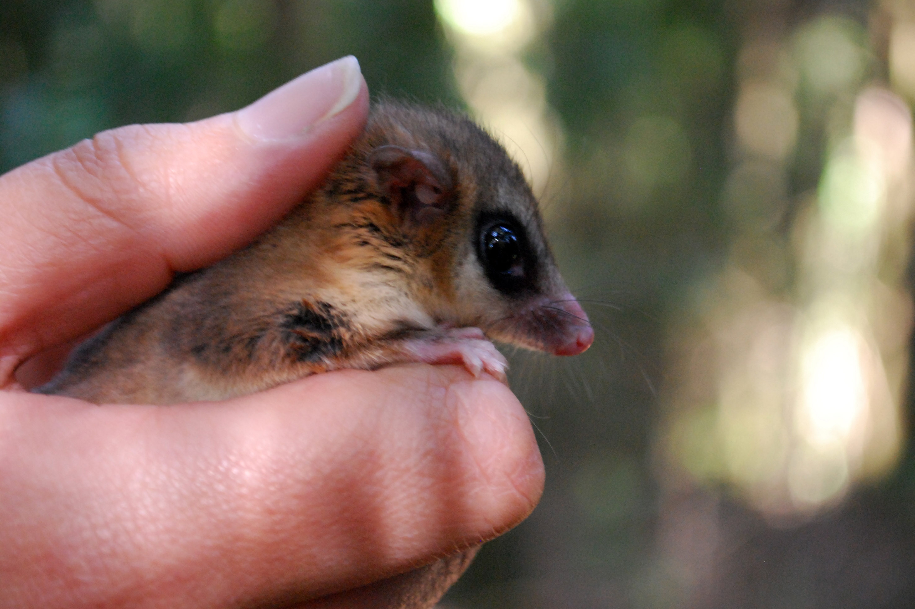 Muestras sobre Biodiversidad y Biogás se exponen en Museo Interactivo de Osorno