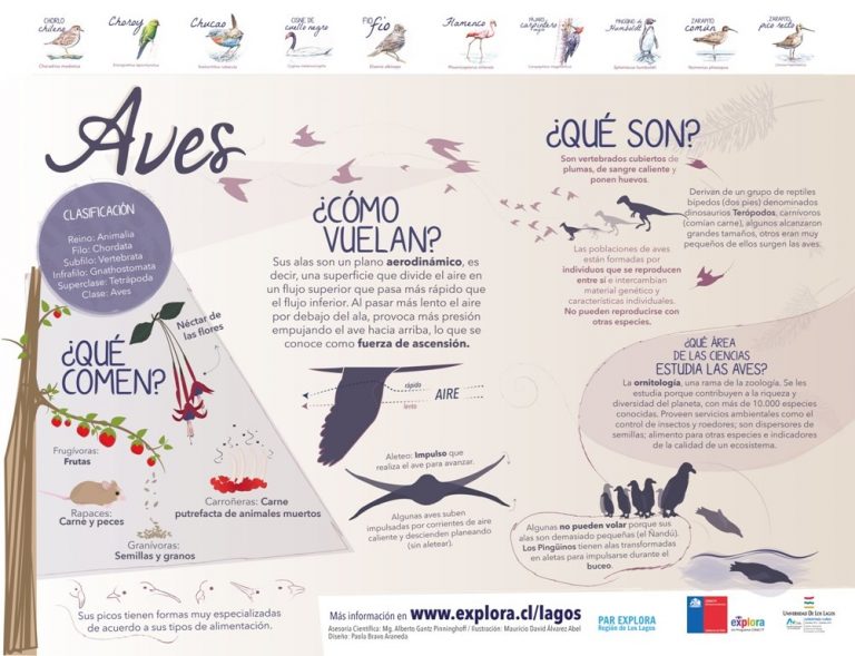 ¿Quieres saber cómo vuelan las aves?