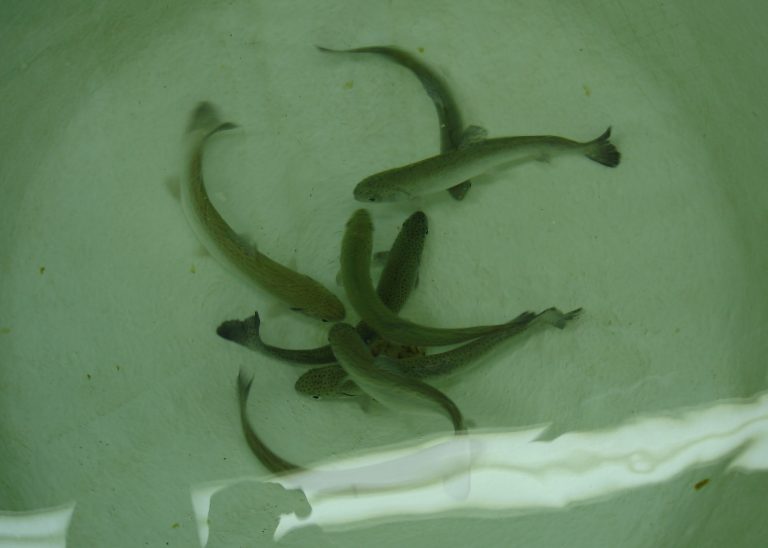 Alumnos de Calbuco conocieron los factores de estrés que afectan a los peces de cultivo