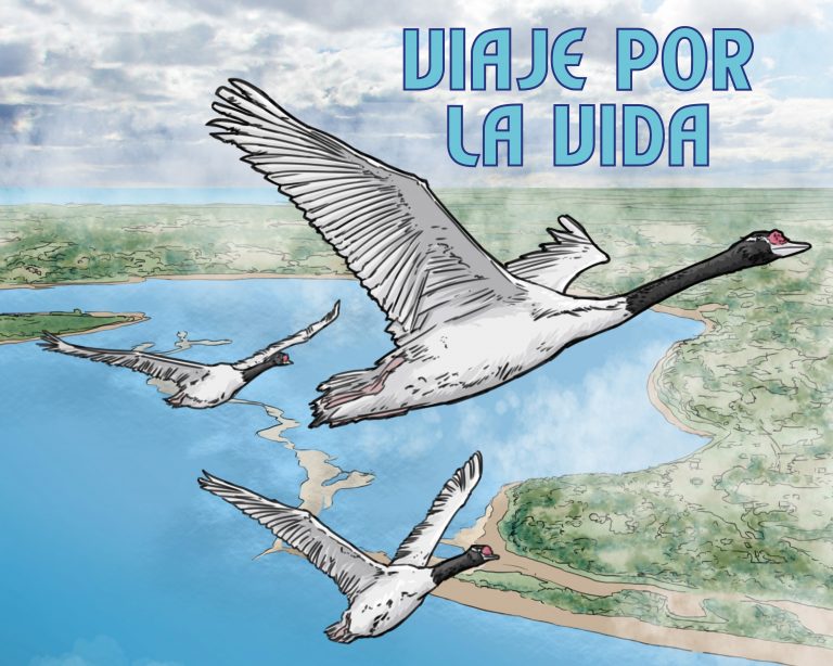 Cisnes de cuello negro protagonizan nuevo cómic científico del PAR EXPLORA Los Lagos