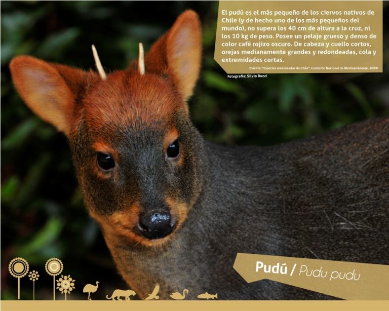 Biodiversidad de la fauna silvestre aborda muestra itinerante del PAR EXPLORA Los Lagos